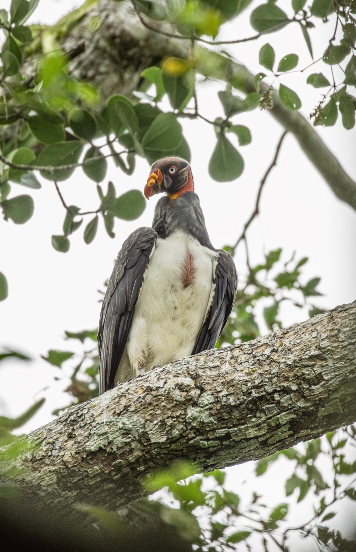 Ecosystem services in Mexico, focusing on preserving in a biodiversity hot spot